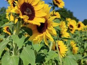 sunflowers field - Screenshot 12 of 16 - Cornfield