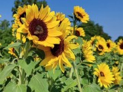 sunflowers field - Screenshot 15 of 16 - Amateur