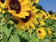 sunflowers field - Screenshot 9 of 16 - Sunflowers