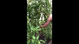 boy jerks off his dick in the garden