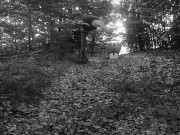 TRAIN MY SLUT TO BE GOOD ON DOG LEASH TOTALLY NAKED IN THE WOODS 5/16