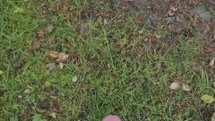 British lad has a piss in public