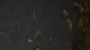 Late Night Solo Masterbation at Trail Access w/ Cumshot