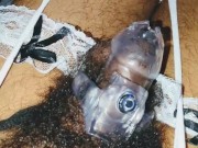 Chastity and Porn 2/16