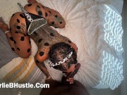 Breeding Dalmatians 7/16