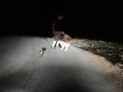 A good example of an obedient three holed fuck toy toilet cunt that all superior men expect to see f 3/16