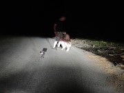 A good example of an obedient three holed fuck toy toilet cunt that all superior men expect to see f 4/16