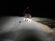 A good example of an obedient three holed fuck toy toilet cunt that all superior men expect to see f 5/16