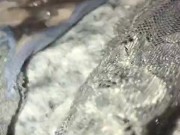 Masturbation Where I Found My Wifes Dirty Panties To Sniff, Taste, Cum On & Clean Up 15/16