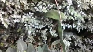 SO NAUGHTY😘😂 PISSING BY THE ROAD AND RECORDING MYSELF