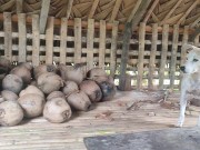 KANTUTAN vlog  kami muna ni brownie habang wala tao sa kubo 10/16