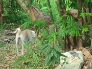 KANTUTAN vlog  kami muna ni brownie habang wala tao sa kubo 11/16