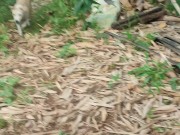 KANTUTAN vlog  kami muna ni brownie habang wala tao sa kubo 13/16