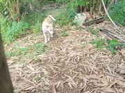 KANTUTAN vlog  kami muna ni brownie habang wala tao sa kubo 14/16