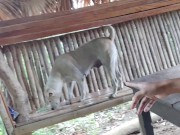 KANTUTAN vlog  kami muna ni brownie habang wala tao sa kubo 3/16