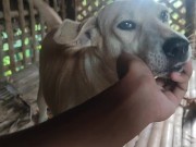 KANTUTAN vlog  kami muna ni brownie habang wala tao sa kubo 6/16