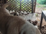 KANTUTAN vlog  kami muna ni brownie habang wala tao sa kubo 7/16