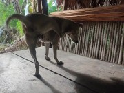 KANTUTAN vlog  kami muna ni brownie habang wala tao sa kubo 9/16