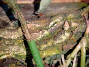 Upload720p_ChannelSubscription_2023_12_25_12h02 10/16