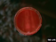 Fairytale beauty fucks herself to orgasm with a brush handle 2/16