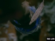 Fairytale beauty fucks herself to orgasm with a brush handle 3/16