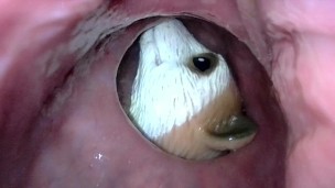 Meerkat toy getting tucked into my sigmoid for the night