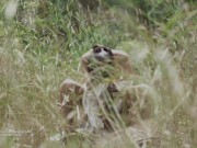 Tiny pussy in high grass [H31] 15/16