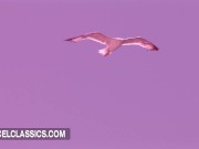 The busty blonde gets sodomized on a beach 1/16