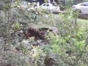 Desconocido me invita a fumar en el parque ARVI y termino follandome entre la naturaleza de Medellin 5/16