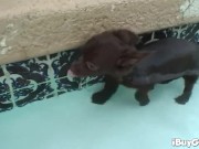 Busty blonde striptease 1/16