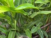 Fucked the boss's girlfriend when he left on business 3/16