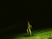 Dominant males have an important duty of care towards the dumb mindless whores 11/16