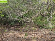 strange to help me go upstairs so I can give him a blowjob 10/16