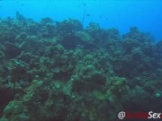 SCUBA Sex in a Miniskirt by a Beautiful Coral Reef 11/16