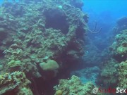 SCUBA Sex in a Miniskirt by a Beautiful Coral Reef 12/16