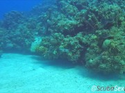 SCUBA Sex in a Miniskirt by a Beautiful Coral Reef 2/16