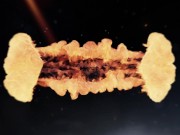 My Caramel Barbie Melts Whenever I Apply My Sensual Touch on Her BigButt 1/16