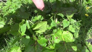 peeing in the garden