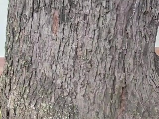 My girlfriend asked her to insert the Lush toy and we went out to the street and I controlled the Lu