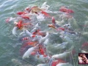 Naked House Tour and Feeding the Pond Fish and Turtle - Cory Chase and Amiee Cambridge 10/16