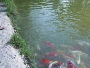 Naked House Tour and Feeding the Pond Fish and Turtle - Cory Chase and Amiee Cambridge 12/16