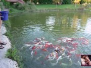 Naked House Tour and Feeding the Pond Fish and Turtle - Cory Chase and Amiee Cambridge 13/16