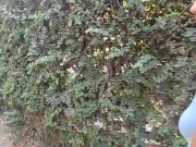 beautiful skinny brunette is filmed by her boyfriend while she changes her blouse on the street 14/16