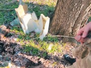 piss off a log piss in nature 10/16