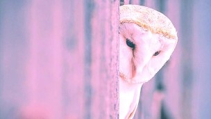 A little taste of Photos