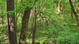 Sex-vlog in the wood with Mark Lugaev and Thomas Cain promo