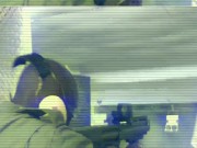 Febby Twigs - Thrillys Big Blk Couch (Mommy PAWG Gets Multiple Creampies And Anal During Passionate BBC Breeding Session) 6/16