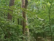 Relaxing forest view, filmed from a tree 10/16