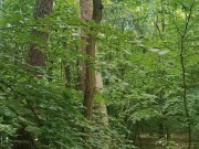 Relaxing forest view, filmed from a tree 11/16