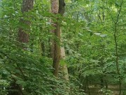 Relaxing forest view, filmed from a tree 12/16